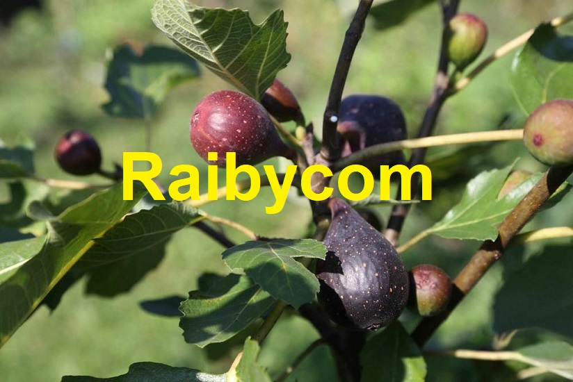 bibit-stek-batang-buah-ara-tin-negrone-france-cutting-fig-negronne