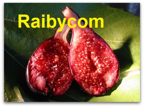 bibit-stek-batang-buah-ara-tin-negrone-perancis-cutting-fig-negronne