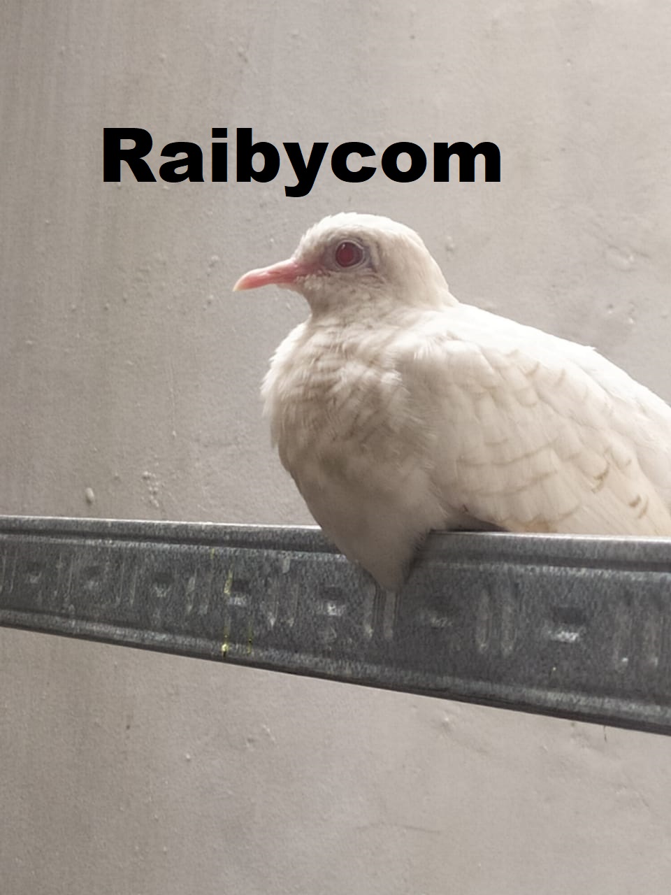 Burung_Perkutut_Kapas_Putih_Albino_Mata_Merah_Tembus_Rawatan_Sdh_Bunyi