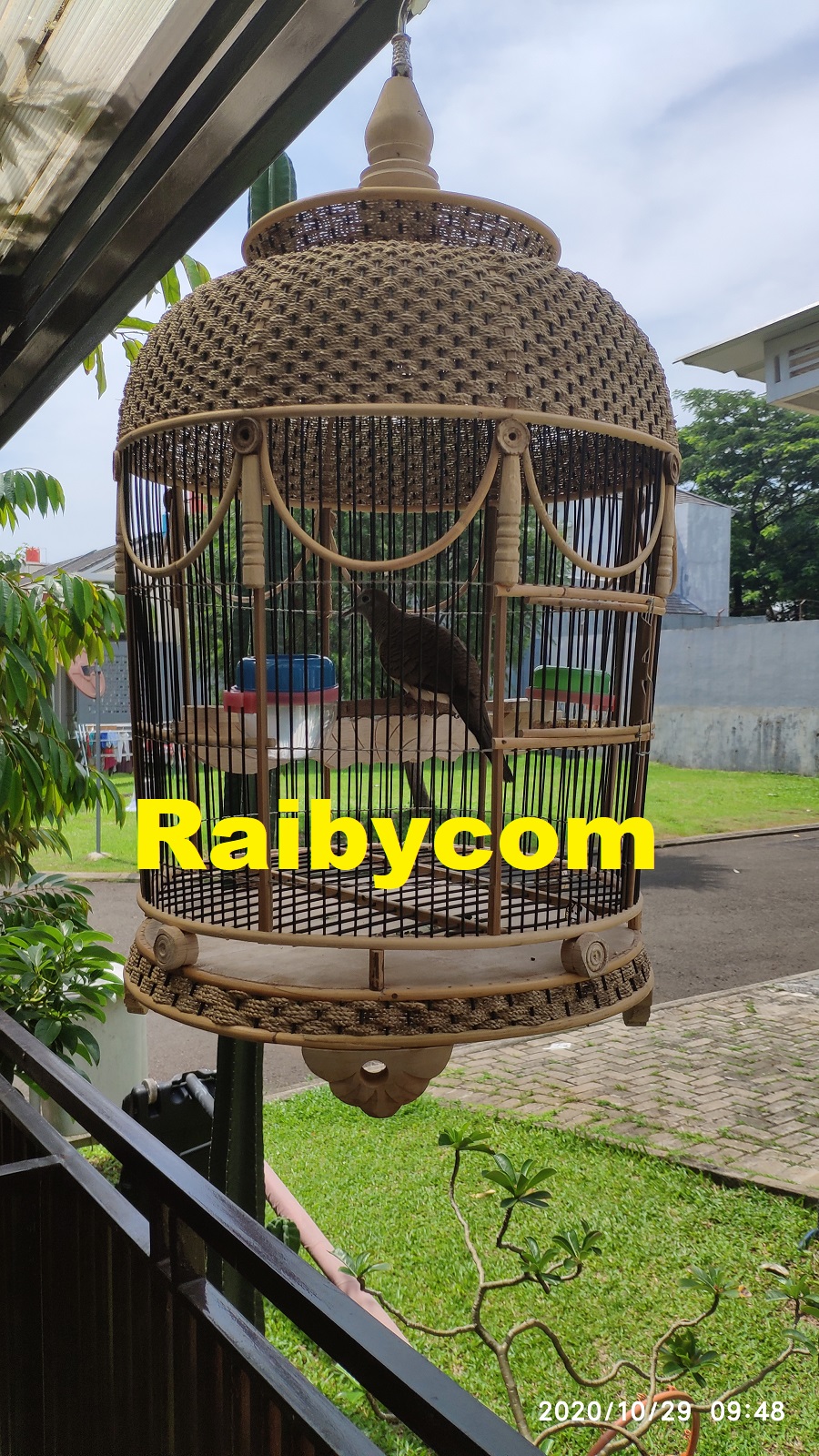 Burung_Perkutut_Bangkok_Dewasa_Rawatan_Sudah_Bunyi_Manggung_Dobel_Ring