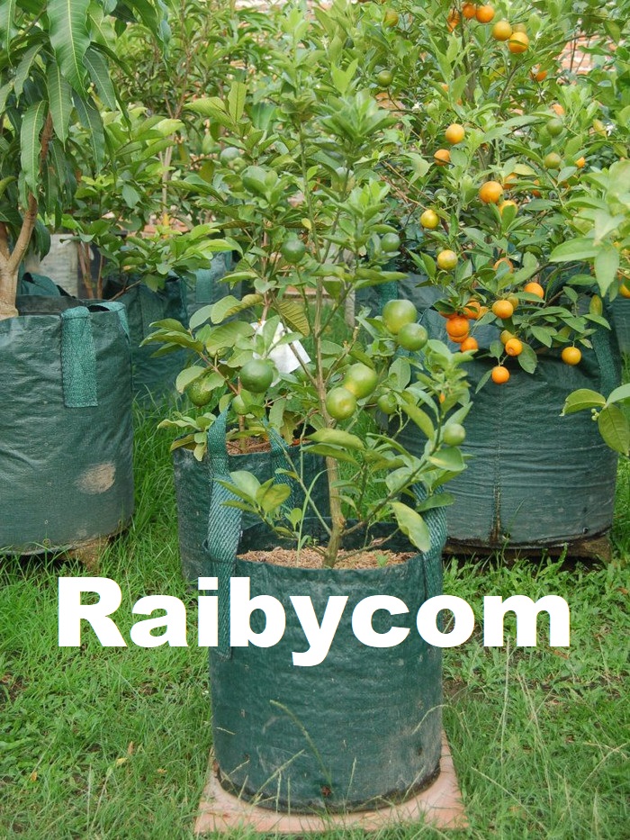 Planter_Bag_30_Liter_Easy_Grow_Planterbag_Pohon_Buah_Besar_30L