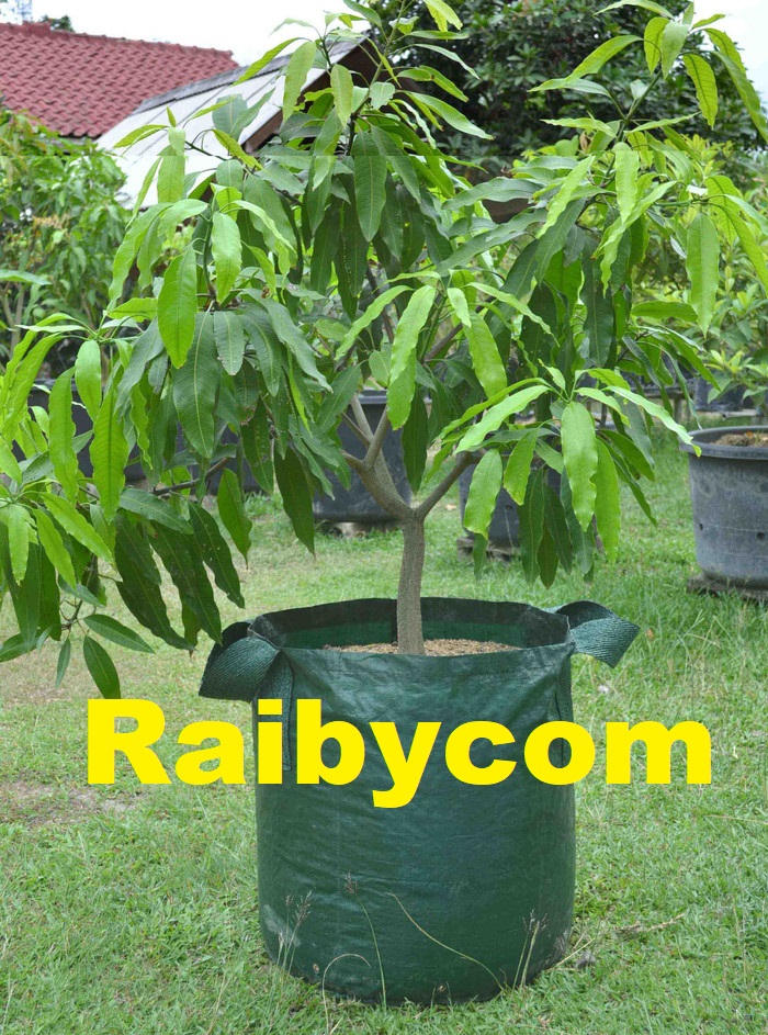 Planter_Bag_75_Liter_Easy_Grow_Jumbo_Planterbag_Pohon_Buah_Besar