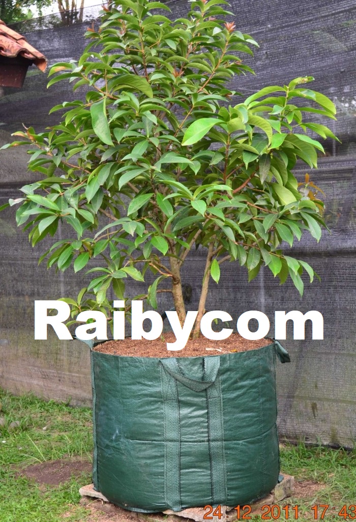 Planter_Bag_300_Liter_Easy_Grow_Jumbo_Planterbag_Pohon_Buah_Besar_300L