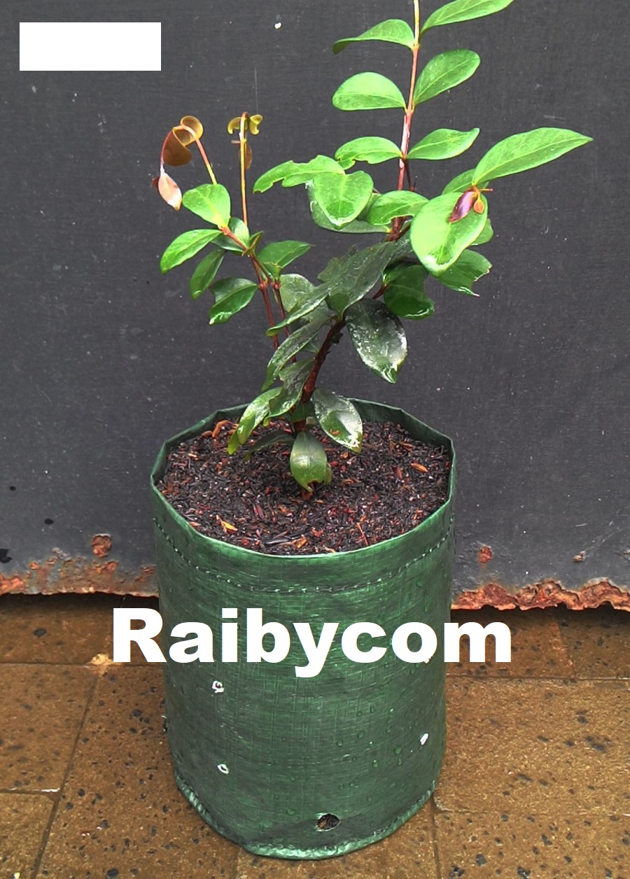 Planter_Bag_3_Liter_Easy_Grow_Planterbag_Pohon_Buah_Tanaman_Sayur_3L