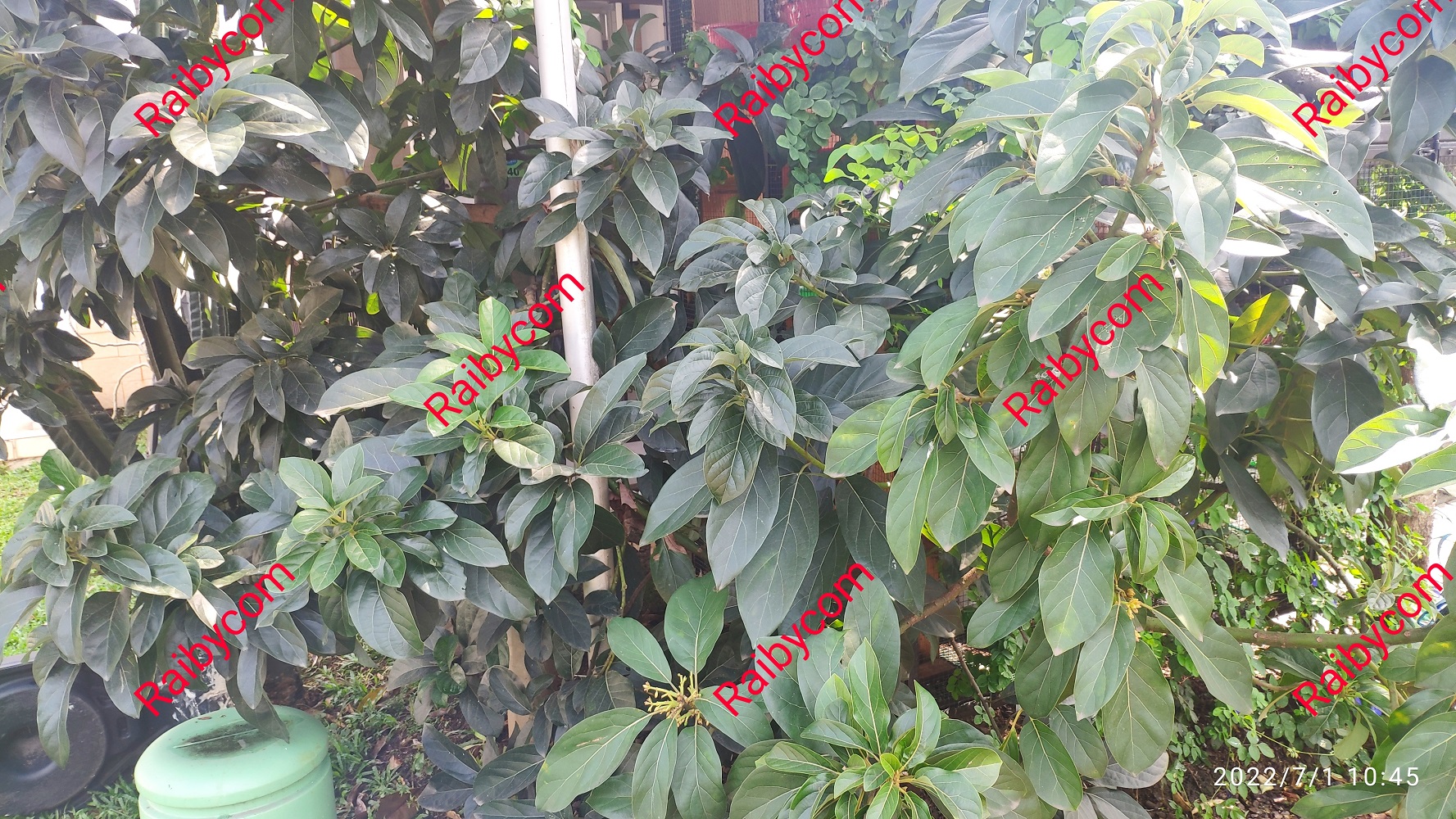 Daun_Alpukat_Segar_100Gram_Herbal_Diabetes_Hipertensi_Batu_Ginjal
