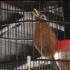 bandicam 2025-06-25 17-16-07-409